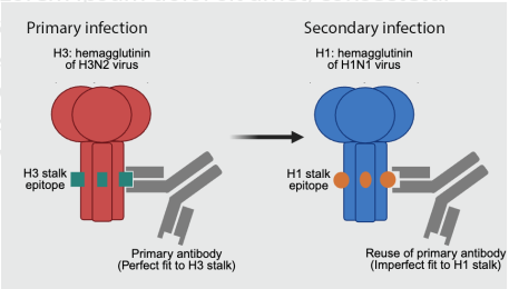 illustration of antibodies binding flu virus
